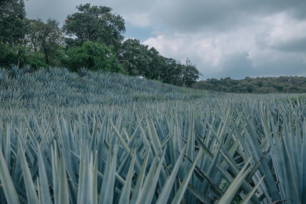 Campos de agave tequilana Weber azul en San Juanito de Escobedo, Jalisco