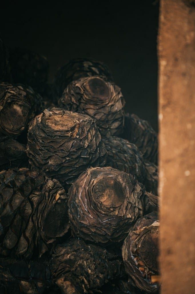 Piñas de agave tequilana Weber azul horneadas en horno de mampostería, Destilería Nueva Santa Fe