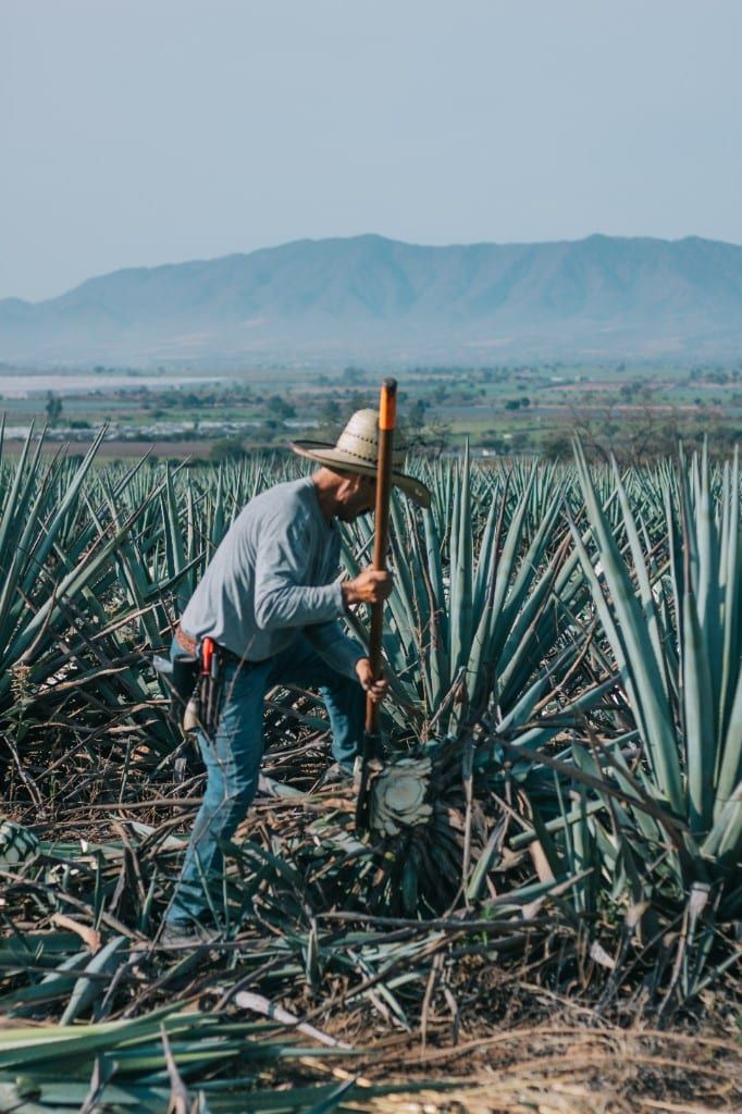 Jimador cosechando agave tequilana Weber azul con coa en los Valles de Jalisco