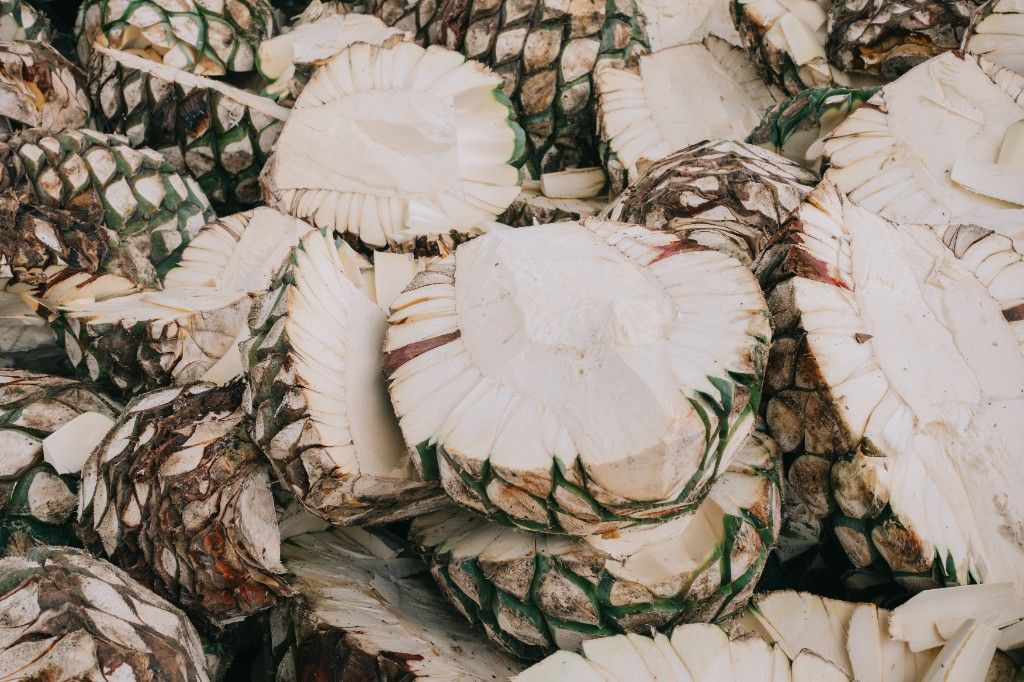 Piñas de agave tequilana Weber azul recién jimadas, cortadas para cocción